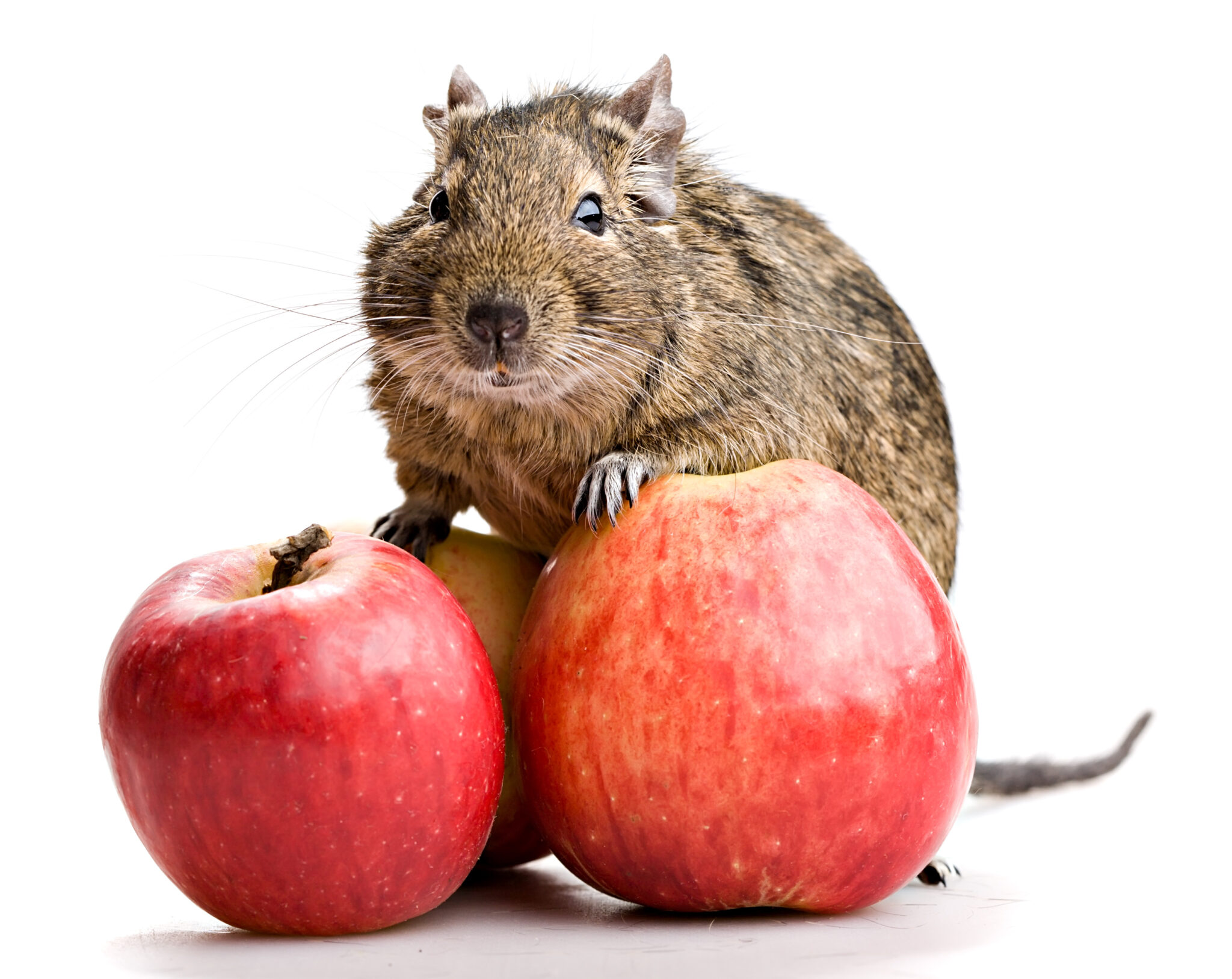 Degufutter – Degu-Zuchtverein e.V.